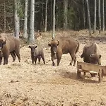 Osada Boczki 招待所