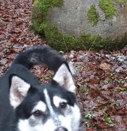 Osada Boczki *