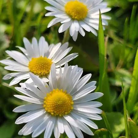 Osada Boczki Dubeninki